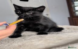 Mixed Breed cats for sale: Russian Blue mix breed kittens  - Image 5