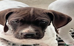 German Shorthaired Pointer dogs for sale: German shorthaired pointer - Image 9