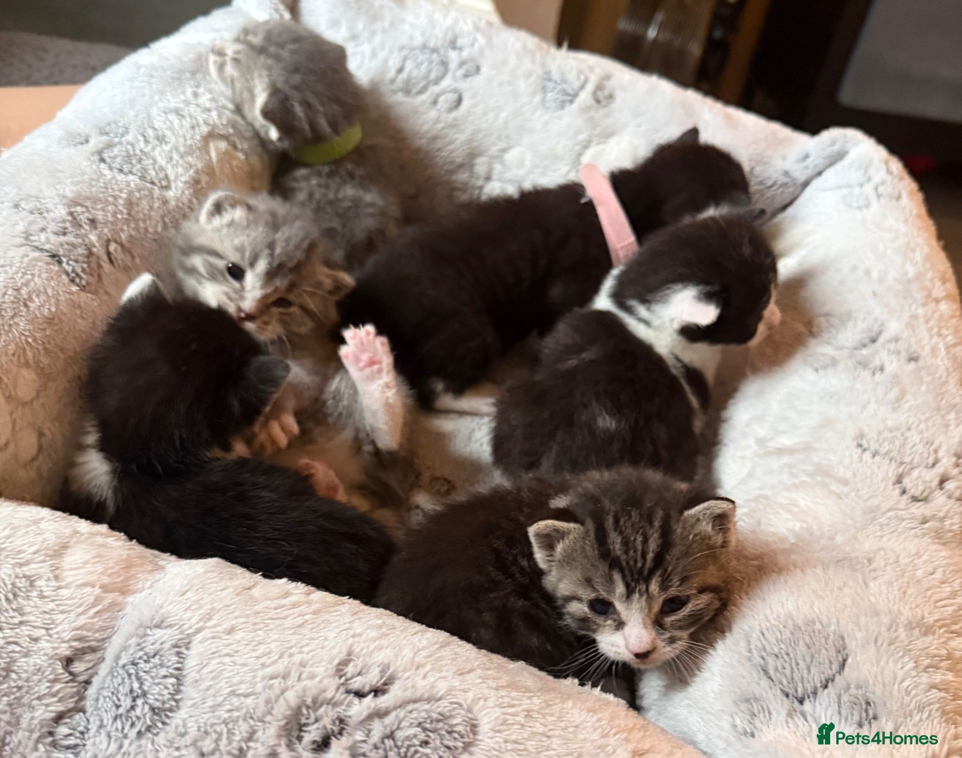 Mixed Breed cats Bsh cross dsh kittens🩷 - Advert 22