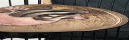 Sugar Glider rodents for sale: 2 female sugar glders in South Ockendon - Advert 40