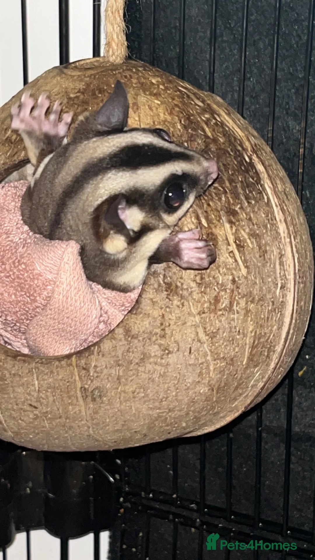 Sugar Glider rodents for sale: 2 female sugar glders in South Ockendon - Advert 40