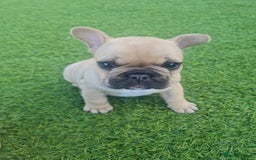 French Bulldog dogs for sale: French Bulldog puppies - Image 16