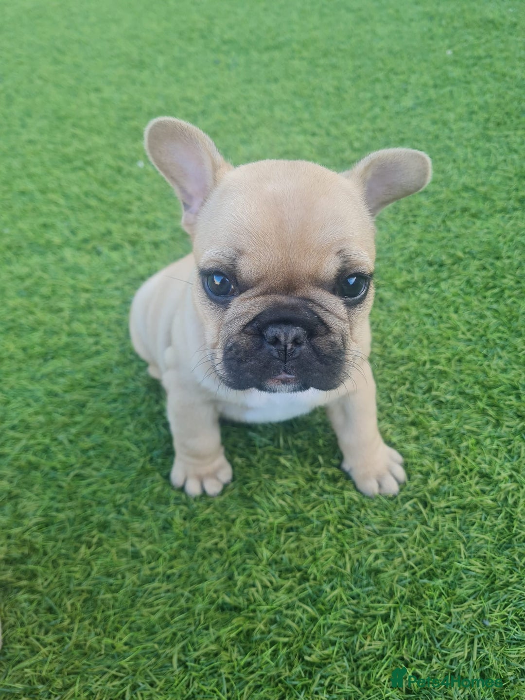 French Bulldog dogs for sale: French Bulldog puppies - Image 16