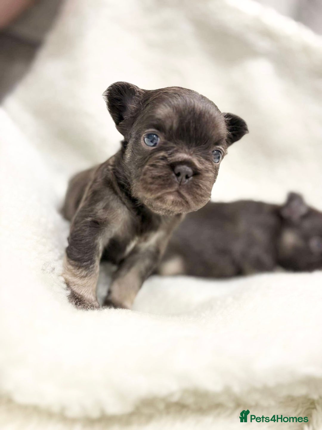 French Bulldog dogs for sale: Beautiful litter off French bulldog puppies  - Image 22