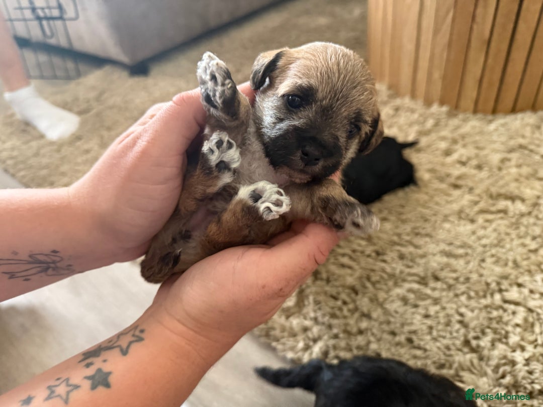 Yorkiepoo dogs for sale: Yorkiepoos - Image 22
