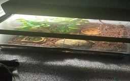Frog reptiles for sale: Pac-Man frog with enclosure - Image 5