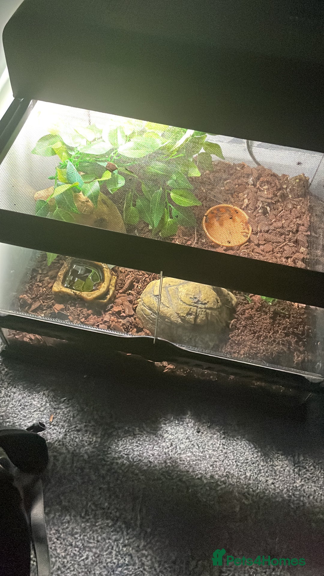Frog reptiles for sale: Pac-Man frog with enclosure - Image 5