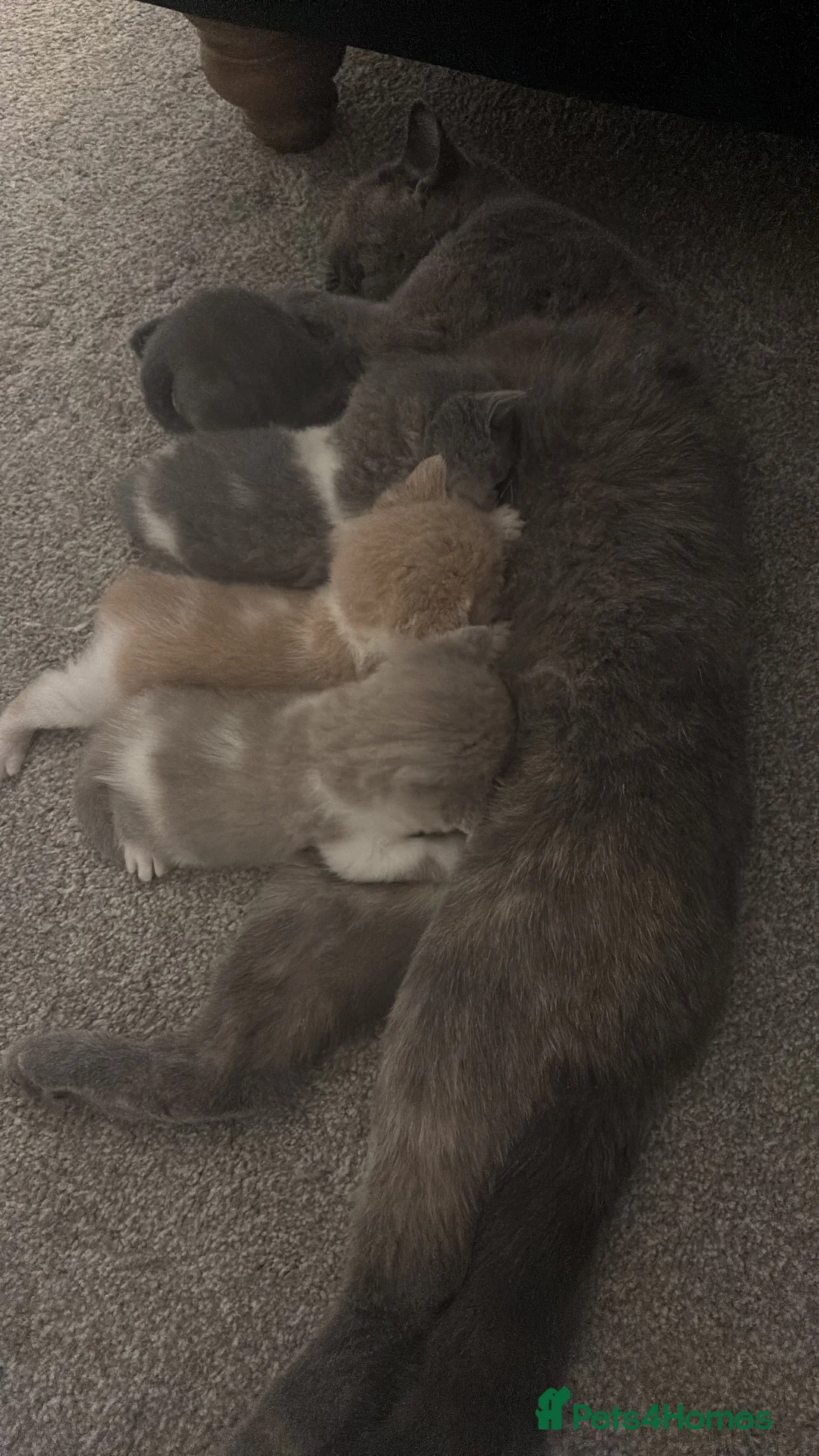 British Shorthair cats for sale: Pure Bred British Shorthair kittens x 4 - Advert 5