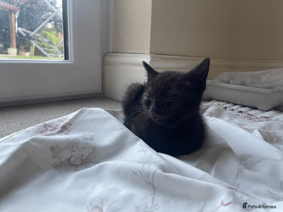 Mixed Breed cats for sale: Baby male kitten - Image 2