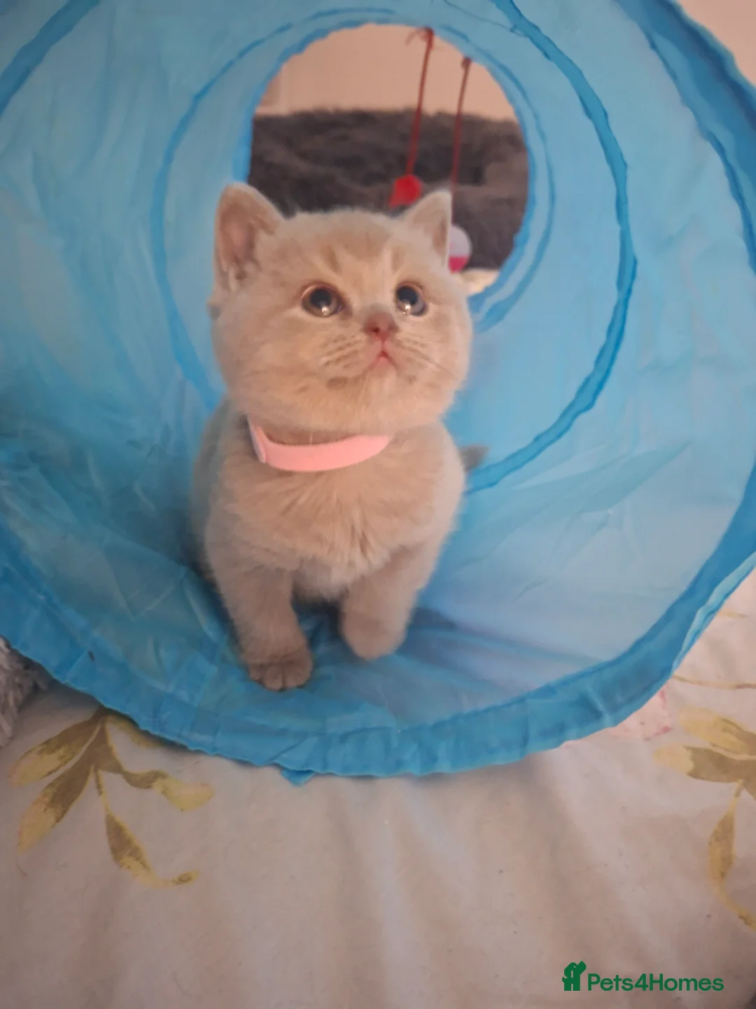 British Shorthair cats for sale: Only 1 blue boy & 1 blue girl available to reserve - Advert 24