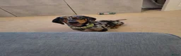 Miniature Dachshund dogs for sale: 1 Year old loving  in Wolverhampton - Advert 4
