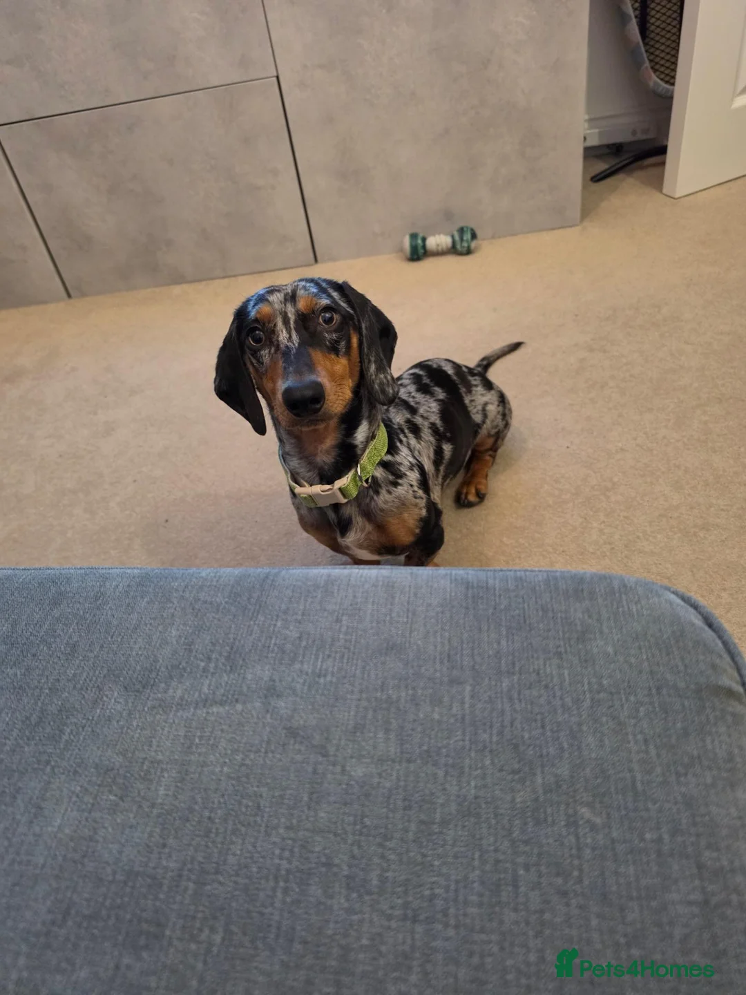 Miniature Dachshund dogs for sale: 1 Year old loving  in Wolverhampton - Advert 4