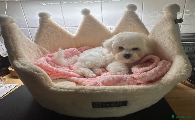 Bichon Frise dogs - Advert 2