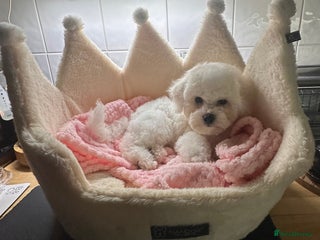 Bichon Frise dogs for sale - Advert 1
