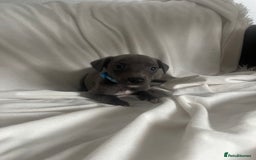 Whippet dogs for sale: kc registered Whippets  - Image 3