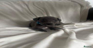 Whippet dogs - Advert 1