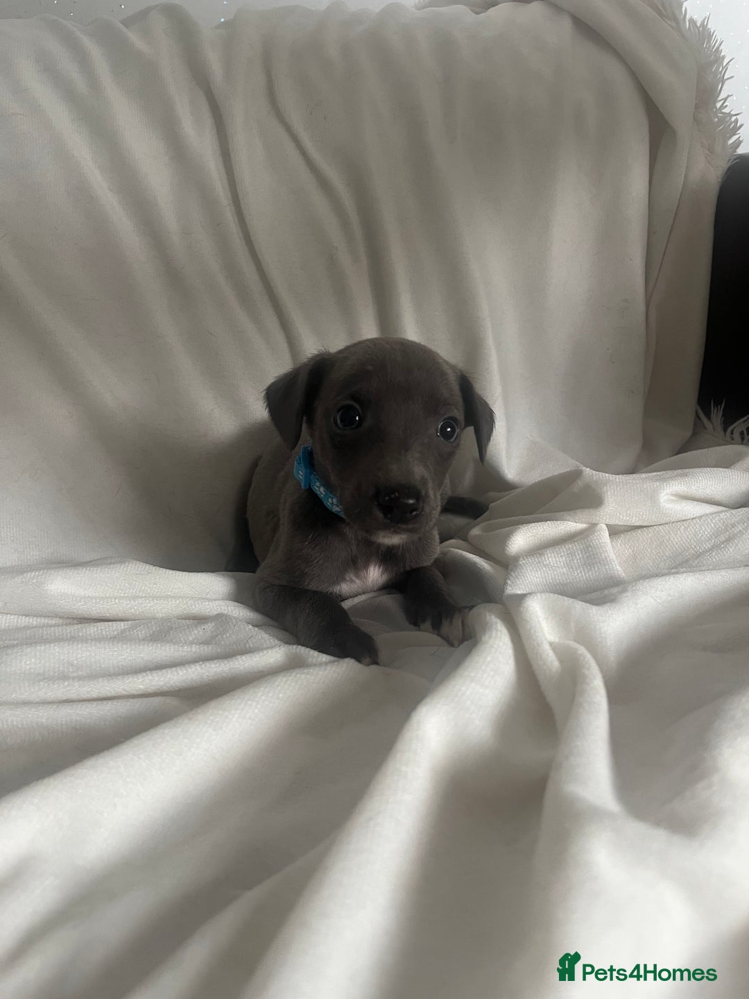 Whippet dogs for sale: kc registered Whippets  - Image 3