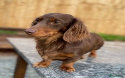 Miniature Dachshund dogs for stud: Choc & Tan LONGHAIR Mini Dachshund STUD PRINCETON - Image 3
