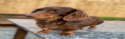 Miniature Dachshund dogs for stud: Choc & Tan LONGHAIR Mini Dachshund STUD PRINCETON - Advert 3