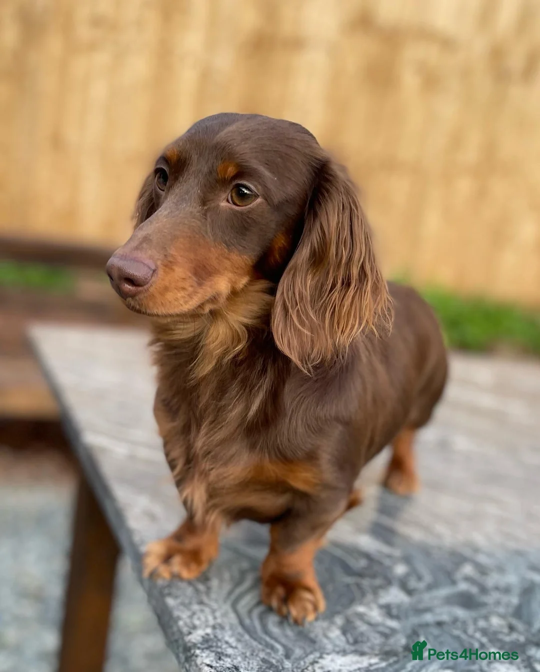 Miniature Dachshund dogs for stud: Choc & Tan LONGHAIR Mini Dachshund STUD PRINCETON - Advert 3
