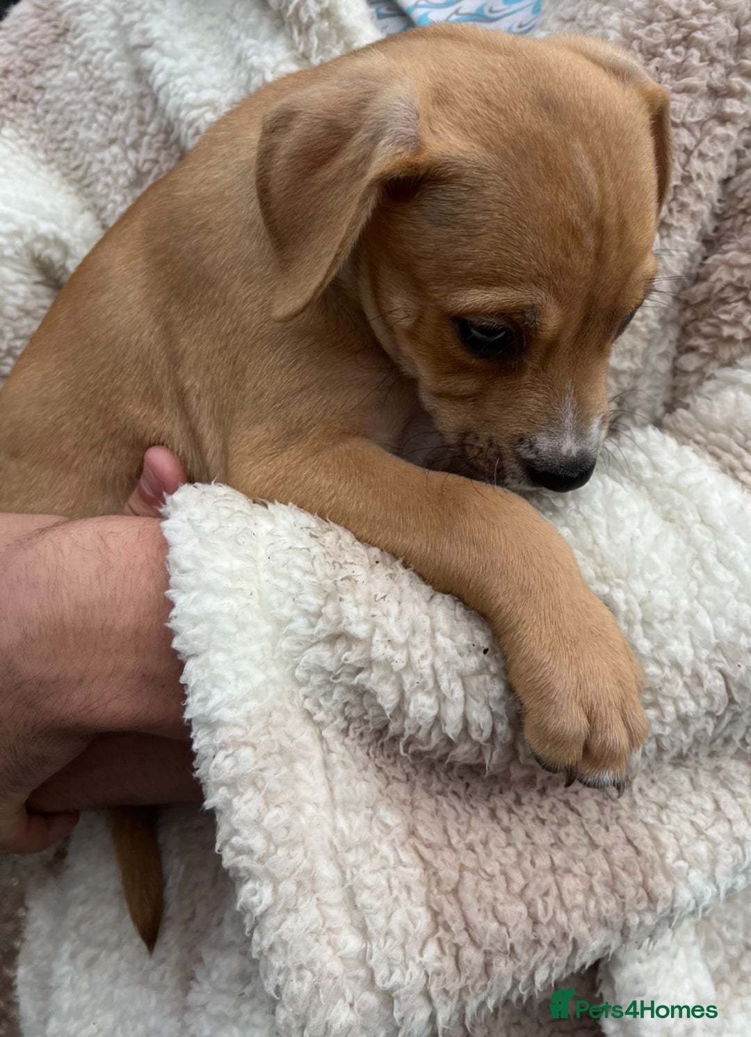 Staffordshire Bull Terrier dogs for sale: Beautiful Staffy pups - Image 8