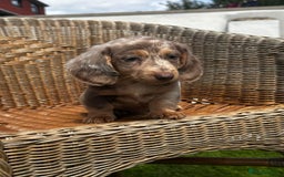 Miniature Dachshund dogs for sale: BEAUTIFUL MINIATURE DACHSHUDND PUPPIES - Image 4