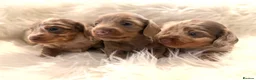 Miniature Dachshund dogs for sale: Miniature dachshunds for sale  - Advert 1
