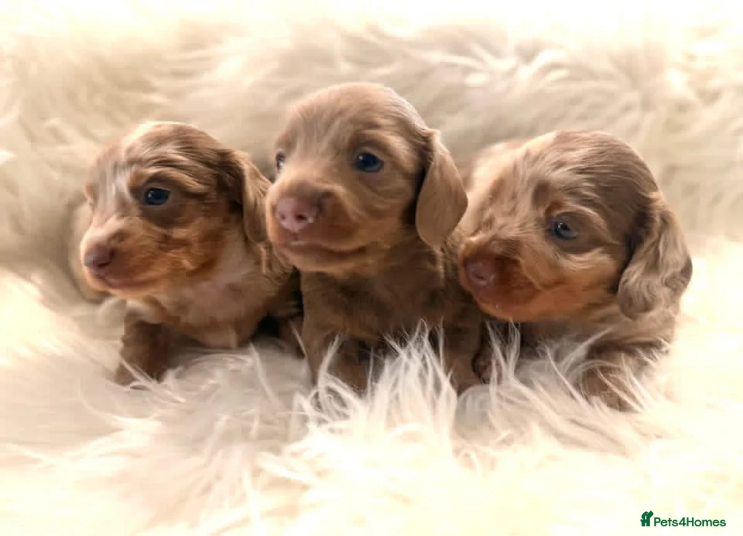 Miniature Dachshund dogs for sale: Miniature dachshunds for sale  - Advert 1