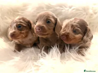 Miniature Dachshund dogs Miniature dachshunds for sale - Advert 6