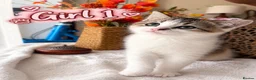British Shorthair cats for sale: 🐾 3 Beautiful Female Silver Tabby & White Kittens in Harpenden - Advert 3