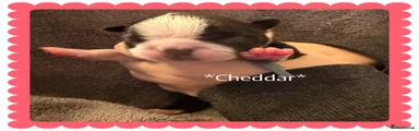 Boston Terrier 6
