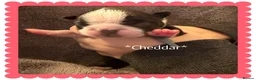 Boston Terrier dogs for sale: Our beautiful Boston terrier welcomed 8 puppies  - Advert 5
