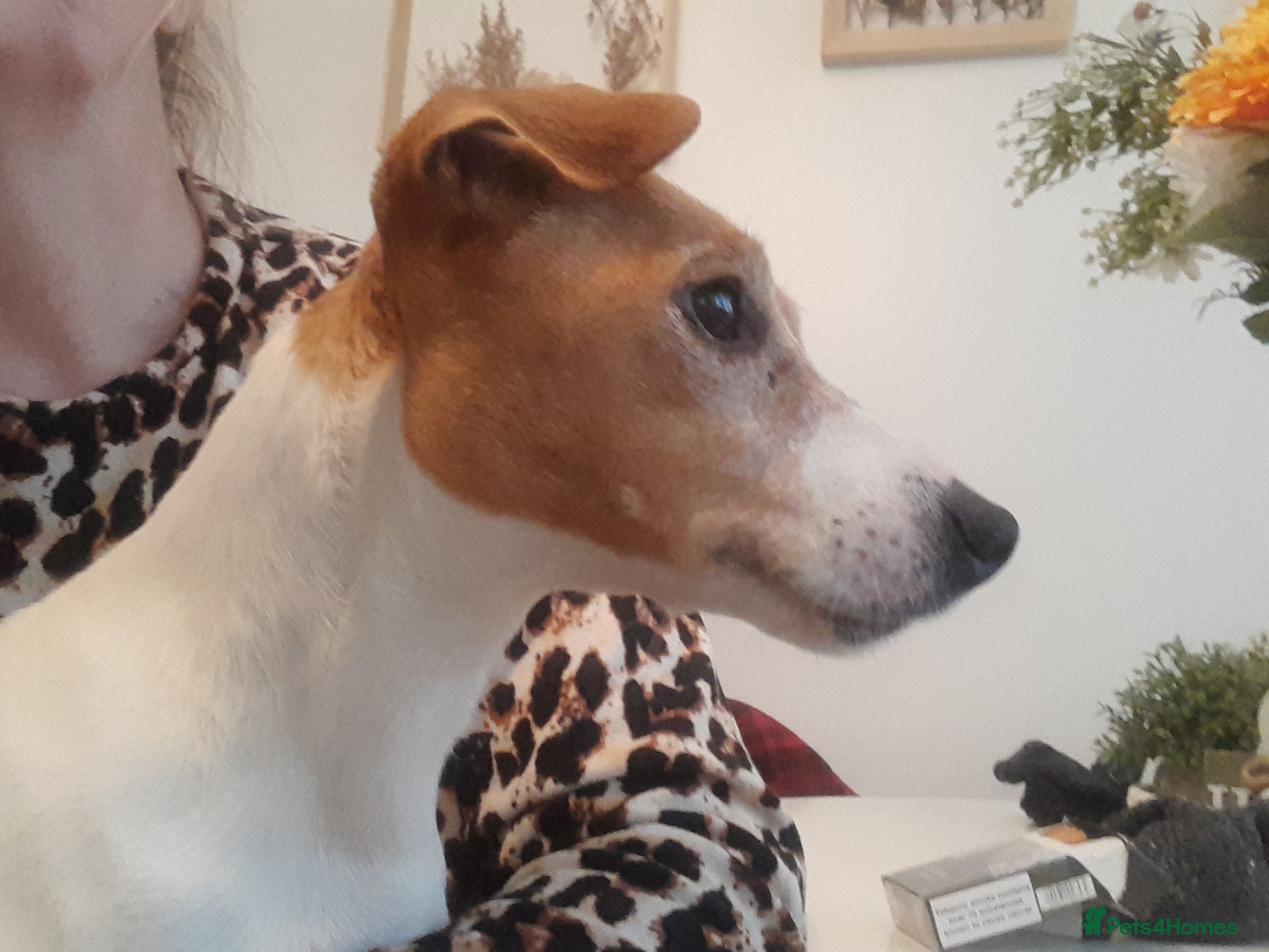 Jack Russell dogs Jack Russell  - Advert 18