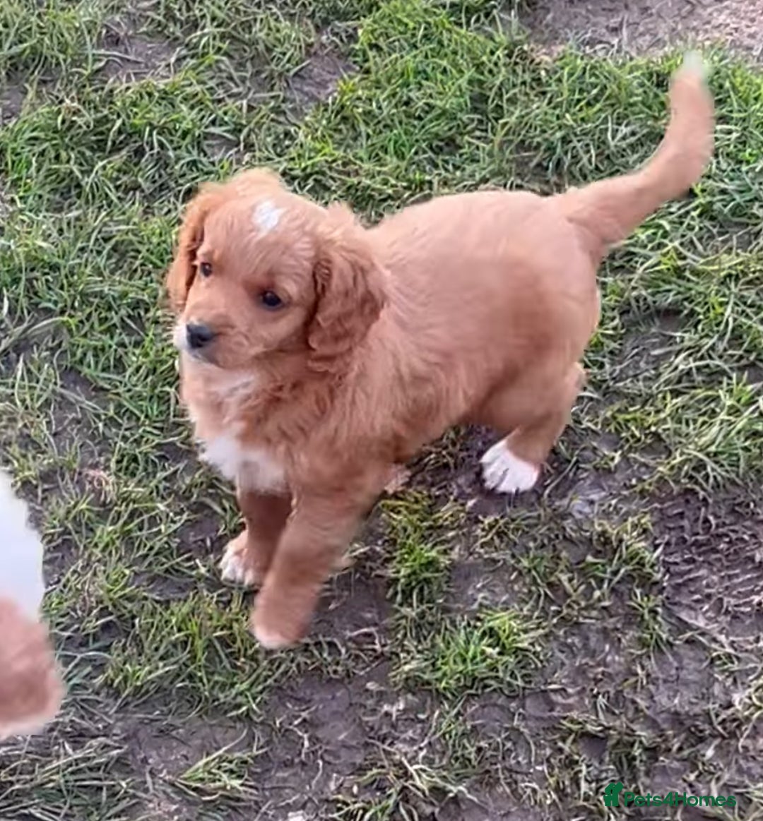 Mixed Breed dogs for sale: 12 week old Cavapoochon absolutely beautiful  - Advert 4