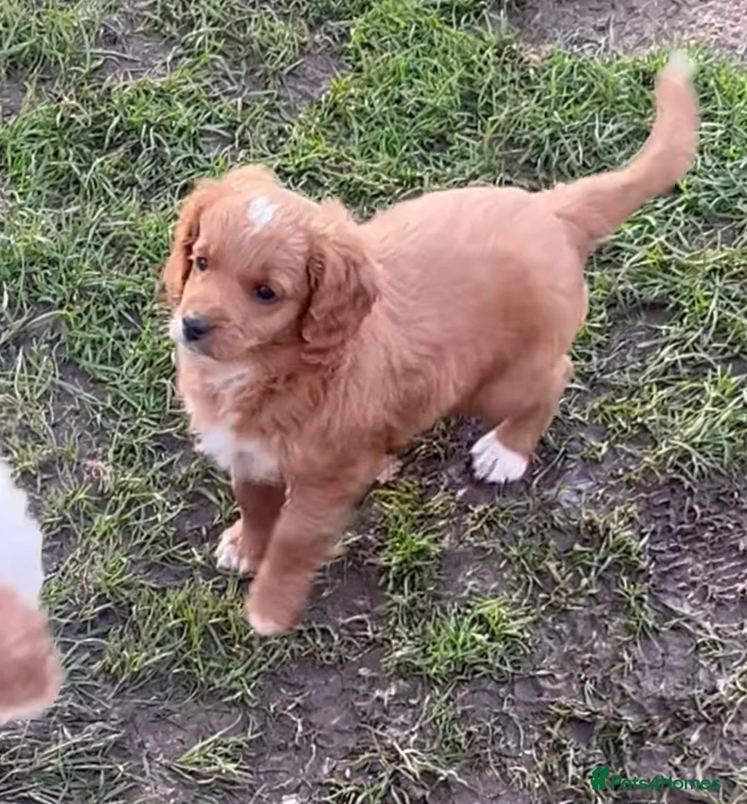 Mixed Breed dogs for sale: 12 week old Cavapoochon absolutely beautiful  - Advert 4