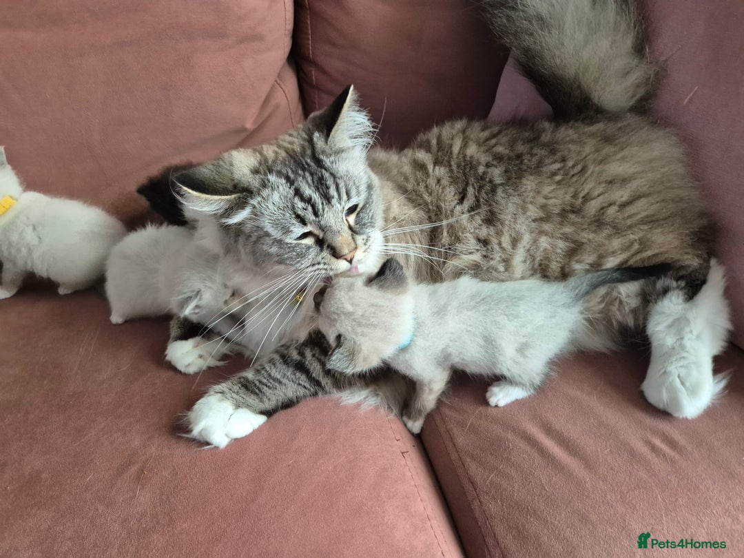 Ragdoll cats for sale: Ragdoll Kittens Gateshead - Image 18