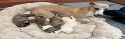Whippet dogs for sale: Beautiful homebred KC registered whippet boys in Perth - Advert 4