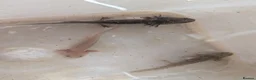 Other/Mixed Breed fish for sale: Axolotls  in Cheadle - Advert 2