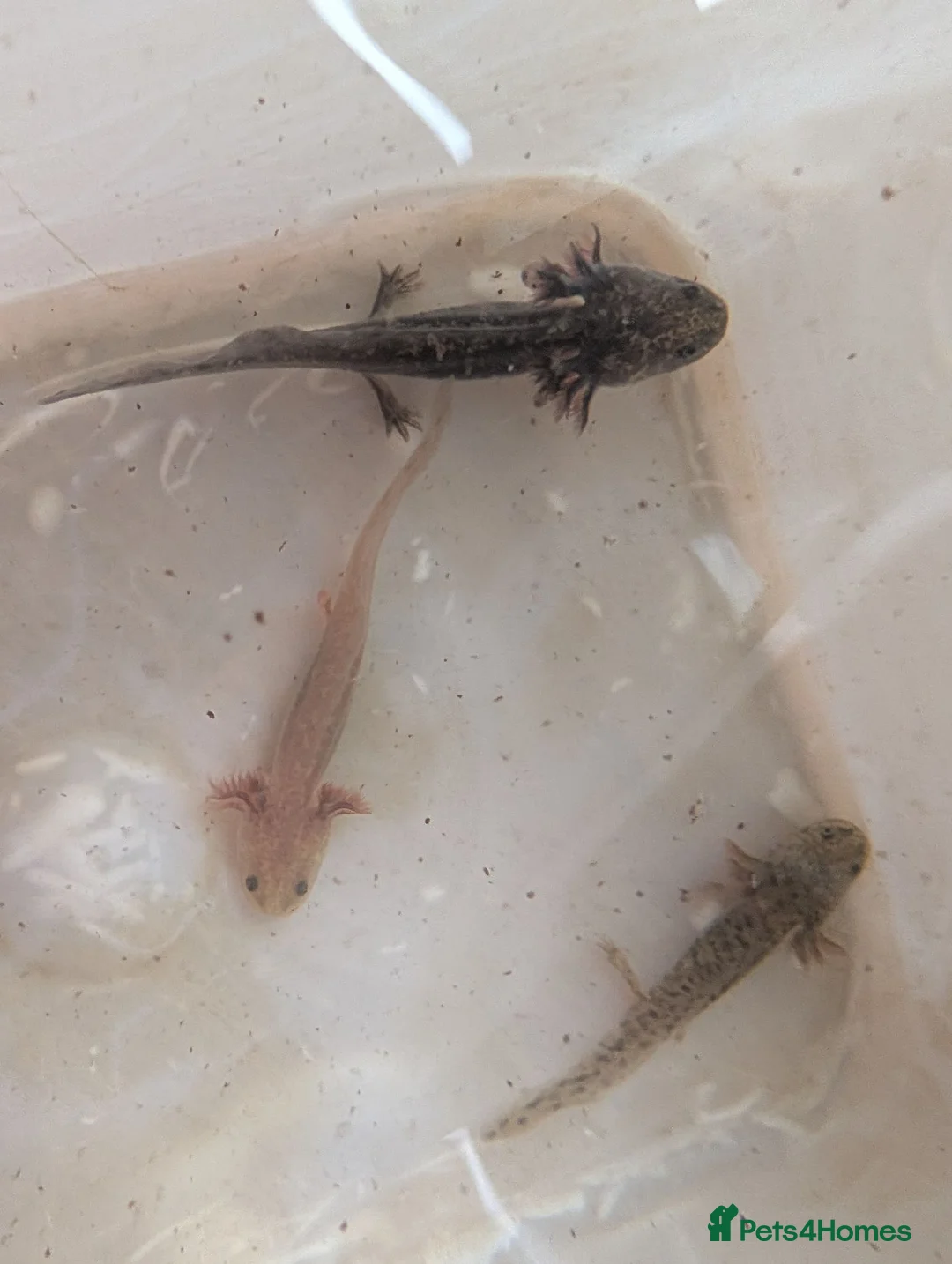 Other/Mixed Breed fish for sale: Axolotls  in Cheadle - Advert 2