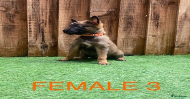 Belgian Shepherd Dog dogs - Advert 8