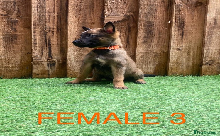 Belgian Shepherd Dog dogs - Advert 11