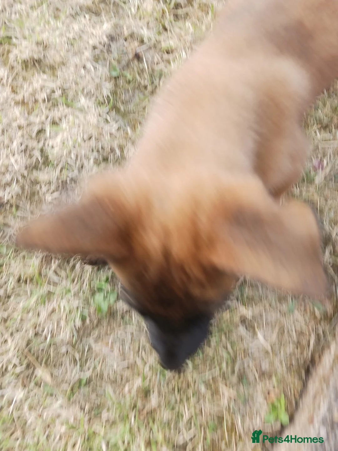 Mixed Breed dogs for sale: Puppy shepherd  in Hull - Advert 5