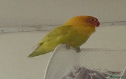 Lovebirds birds for sale: 4 Love birds for sale  - Image 3