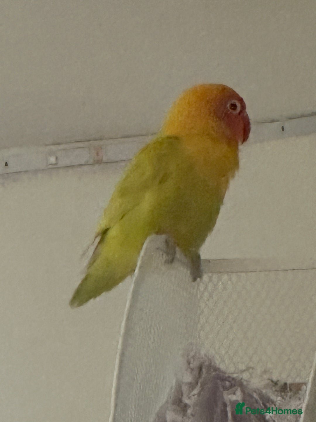 Lovebirds birds for sale: 4 Love birds for sale  - Image 3