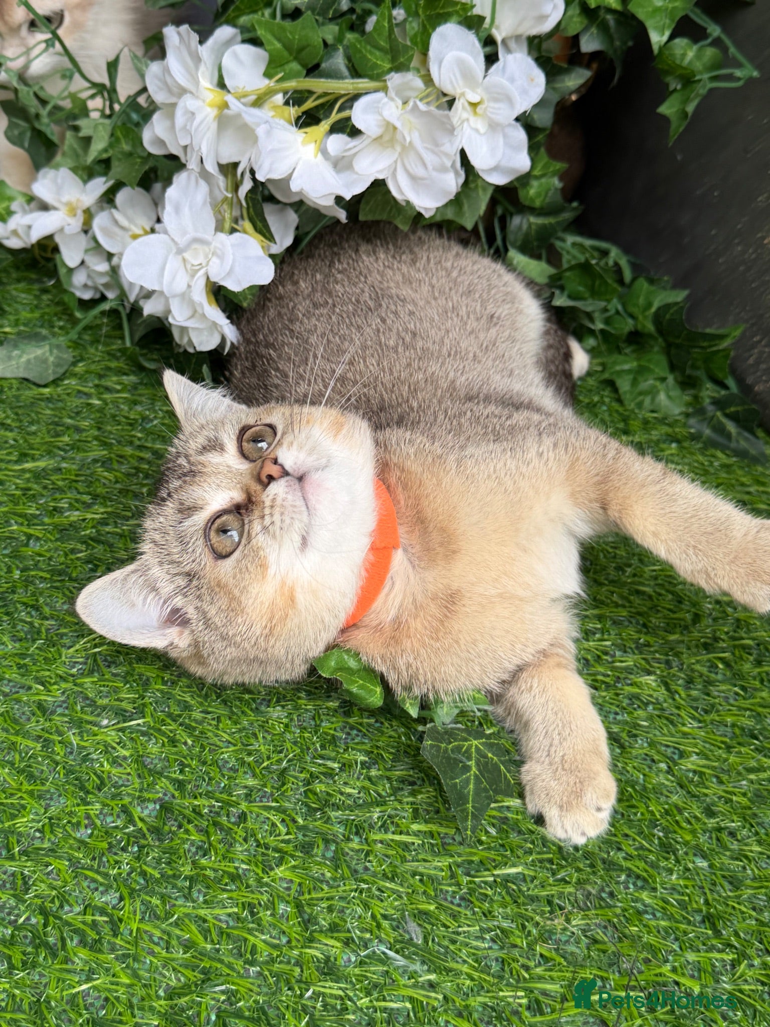 British Shorthair cats British Shorthair golden kittens GCCF  - Advert 7