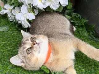 British Shorthair cats British Shorthair golden kittens GCCF - Advert 7