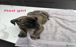 Cane Corso dogs for sale: Cane Corso puppies  - Image 7