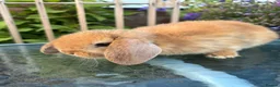 Mini Lop rabbits for sale: Mini lop / Mini lop cross orange / black bunnies - Advert 7