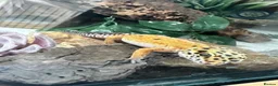 Leopard Gecko reptiles for sale: Stunning Male Leopard Gecko + Full Enclosure - Advert 4