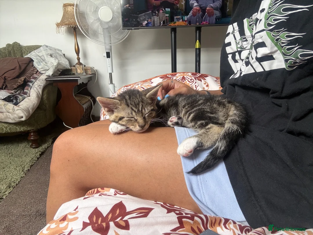 Mixed Breed cats for sale: mixed tabby kittens - Advert 1